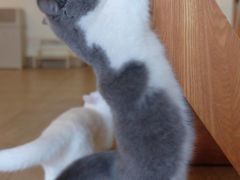 -猫咖时代(中山亭店)