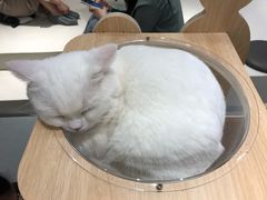 -飞行喵MR PILOT|猫舍·猫咖(静安大融城店)