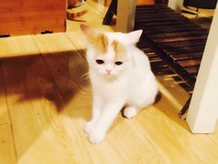 -Cappucimeow猫咪咖啡馆(韦伯时代店)