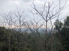 -火炉山森林公园