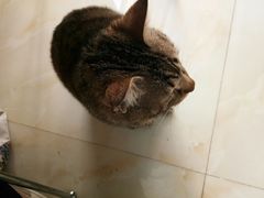 -伟伟宠物医院·CT影像中心·瑞派犬猫综合性门诊(汉口总院)