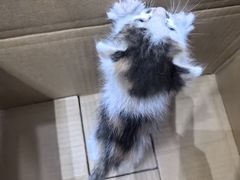 -派特宠物医院(圆融广场店)