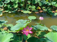 -大兴滨河森林公园