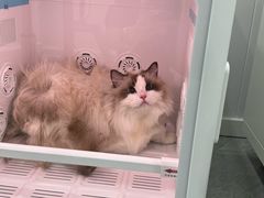 -爱洗澡的猫(天河路店)