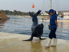 -秦皇岛乐岛海洋王国