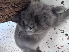 -毛绒耶耶撸宠馆·猫咖·狗咖·荷兰猪咖