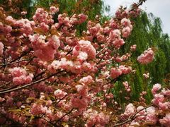 -莲花池公园