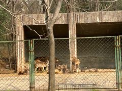-合肥野生动物园