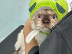 -爱洗澡的猫(望京店)