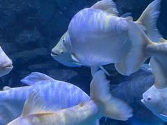 -多彩贵州城极地海洋世界