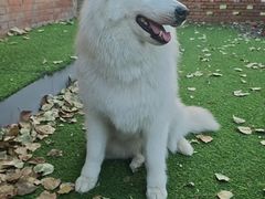 -宠拉拉·高端寄养·宠物酒店(朝阳分店)