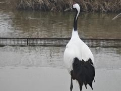 -盐城丹顶鹤湿地生态旅游区