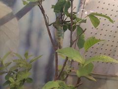 -上海大自然野生昆虫馆(东方明珠·爬宠昆虫探索中心)