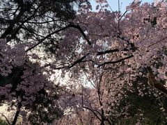-西安青龙寺遗址景区