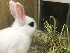 -藦茜花园宠物主题亲子互动体验馆(国顺东路店)