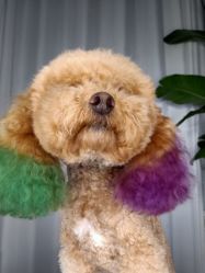 -New Fashion发型定制