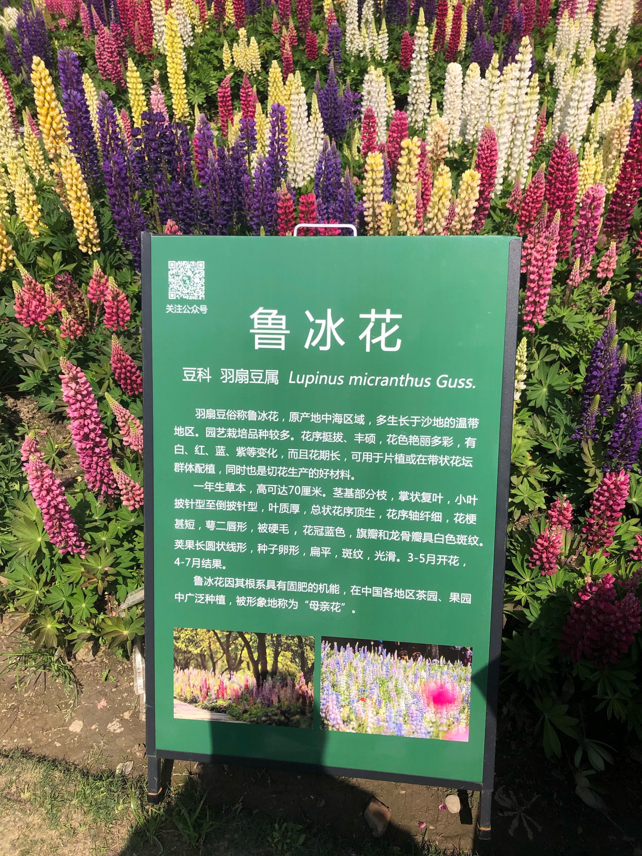 花丛寻美记