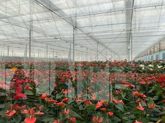 -上海鲜花港