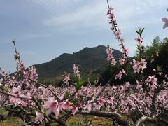景点-新建村梅花