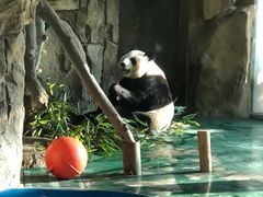 -成都动物园