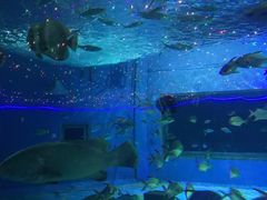 -北戴河圣蓝海洋公园