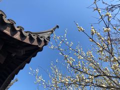 -香雪海
