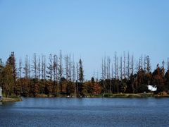 -上海长兴岛郊野公园