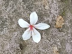 -雁荡山三折瀑景区