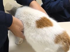 -全心全意连锁动物医院·微创中心·内科急重症·心脏专科(丰管路店)