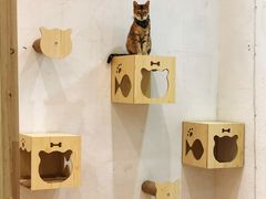 -猫色咖啡·猫咖