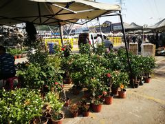 -中环花鸟鱼虫市场