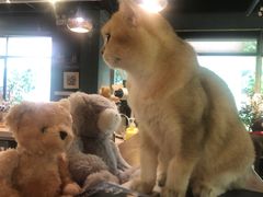 -咖法森林·咖啡  酒吧(天河店)