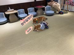 -逗柴咖啡屋·狗咖猫咖宠物桌游