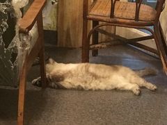 -猫色咖啡·猫咖
