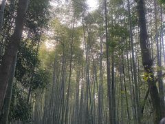 -缙云山景区