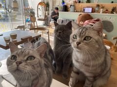 -平行世界·猫咖(首经贸店)