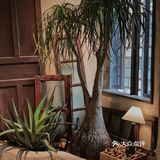 广州新店｜远离城市喧嚣🍃来一份森系下午茶
