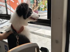 -帕帕拉兹宠物(亚洲旗舰店)