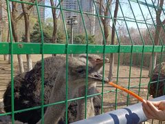 -长白岛森林公园