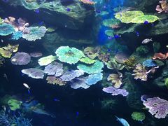 -暹罗海洋世界