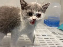 -lincat·猫舍(广州店)