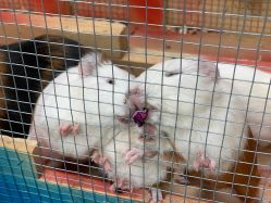 -萌宠亲子动物乐园(槐房万达店)