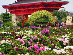 -曹州百花园