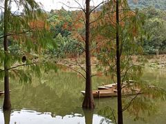 -深圳仙湖植物园