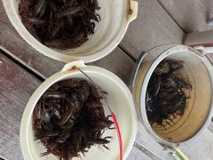 -同銮特种养殖场·龙虾垂钓