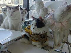 -怪兽屋·羊驼·猫咖·狗咖(俊华广场店)