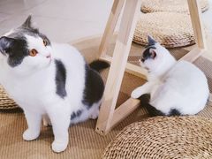 -Heymao猫咖.咖啡厅(东门店)
