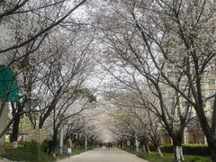 -高东镇樱花园
