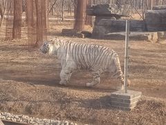 -秦皇岛野生动物园