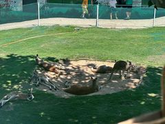 -西霞口神雕山野生动物世界